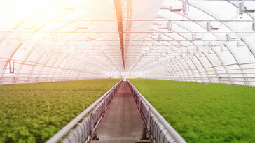 Smart Farming – Inside a large greenhouse