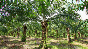 Sustainable Retrofitting in Palm Oil Production