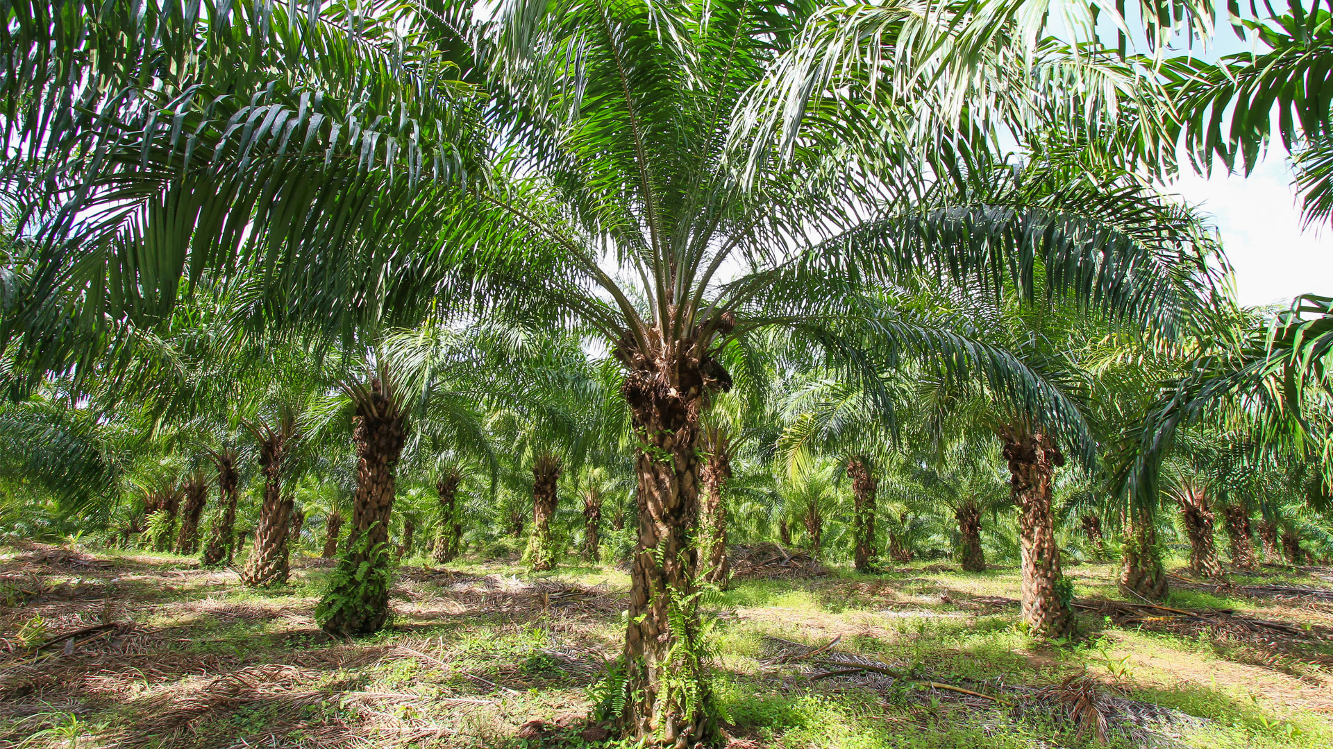 Sustainable Retrofitting in Palm Oil Production